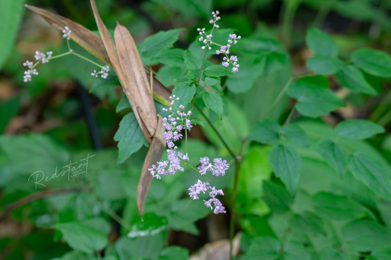 Thalictrum robustum