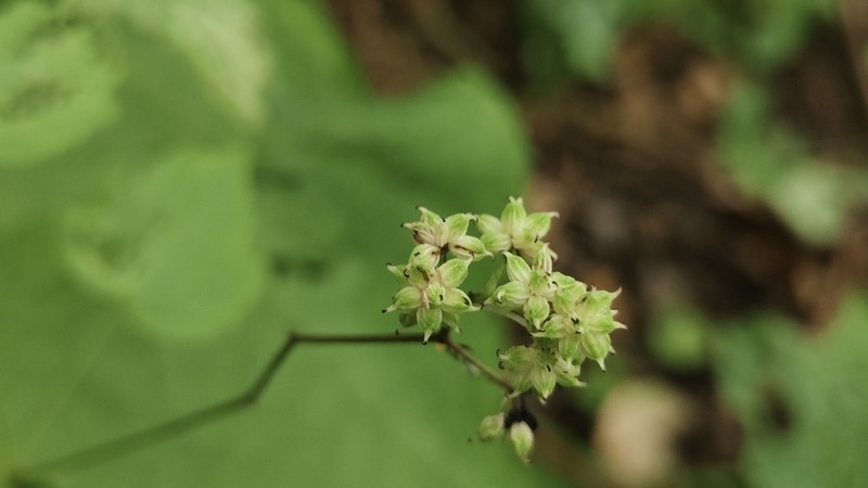 Thalictrum robustum photo 2