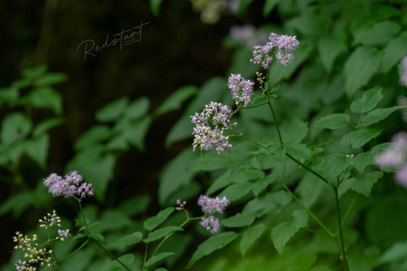 Thalictrum robustum photo 3