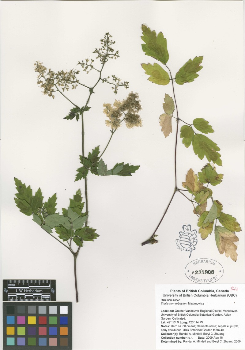 Thalictrum robustum photo 5