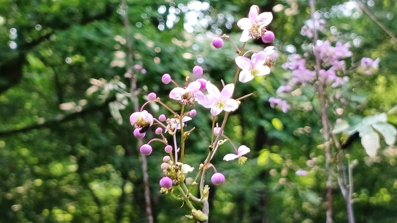 Thalictrum rochebruneanum