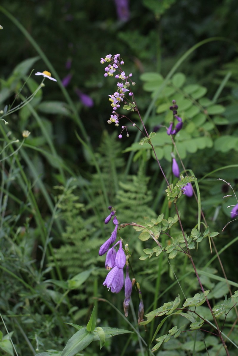 Thalictrum rochebruneanum photo 2