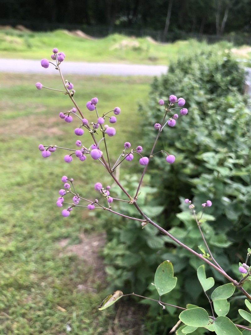 Thalictrum rochebruneanum photo 3