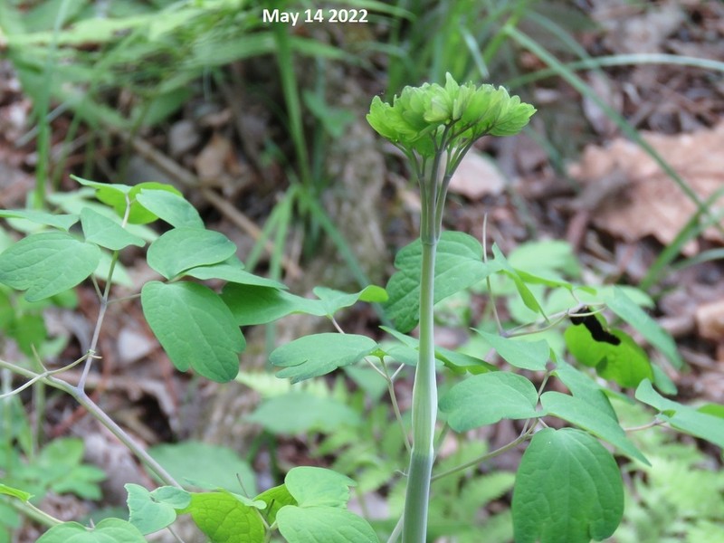 Thalictrum rochebruneanum photo 4