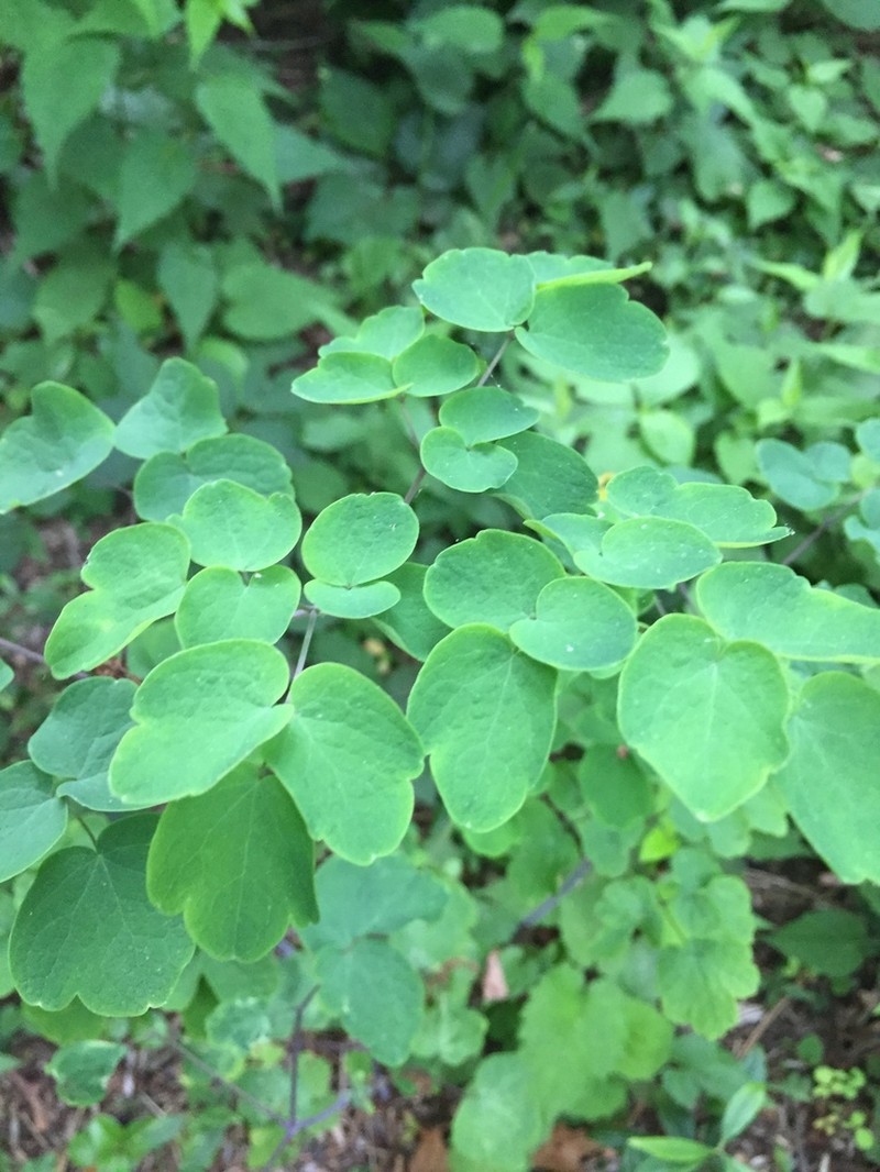 Thalictrum rochebruneanum photo 5