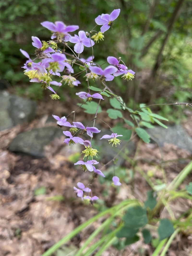Thalictrum rochebruneanum photo 6