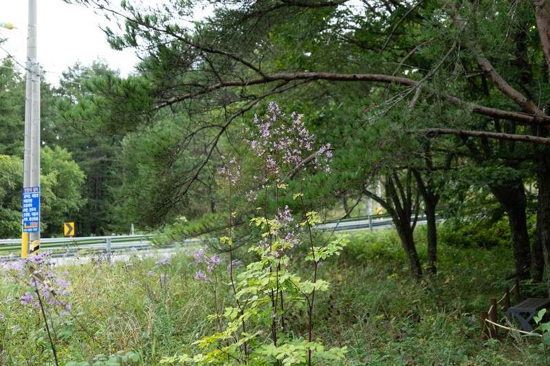 Thalictrum rochebruneanum photo 7