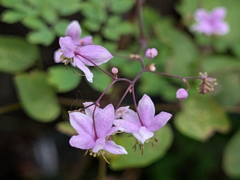 Thalictrum rochebruneanum photo 8