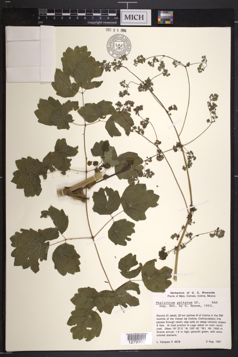 Thalictrum roseanum