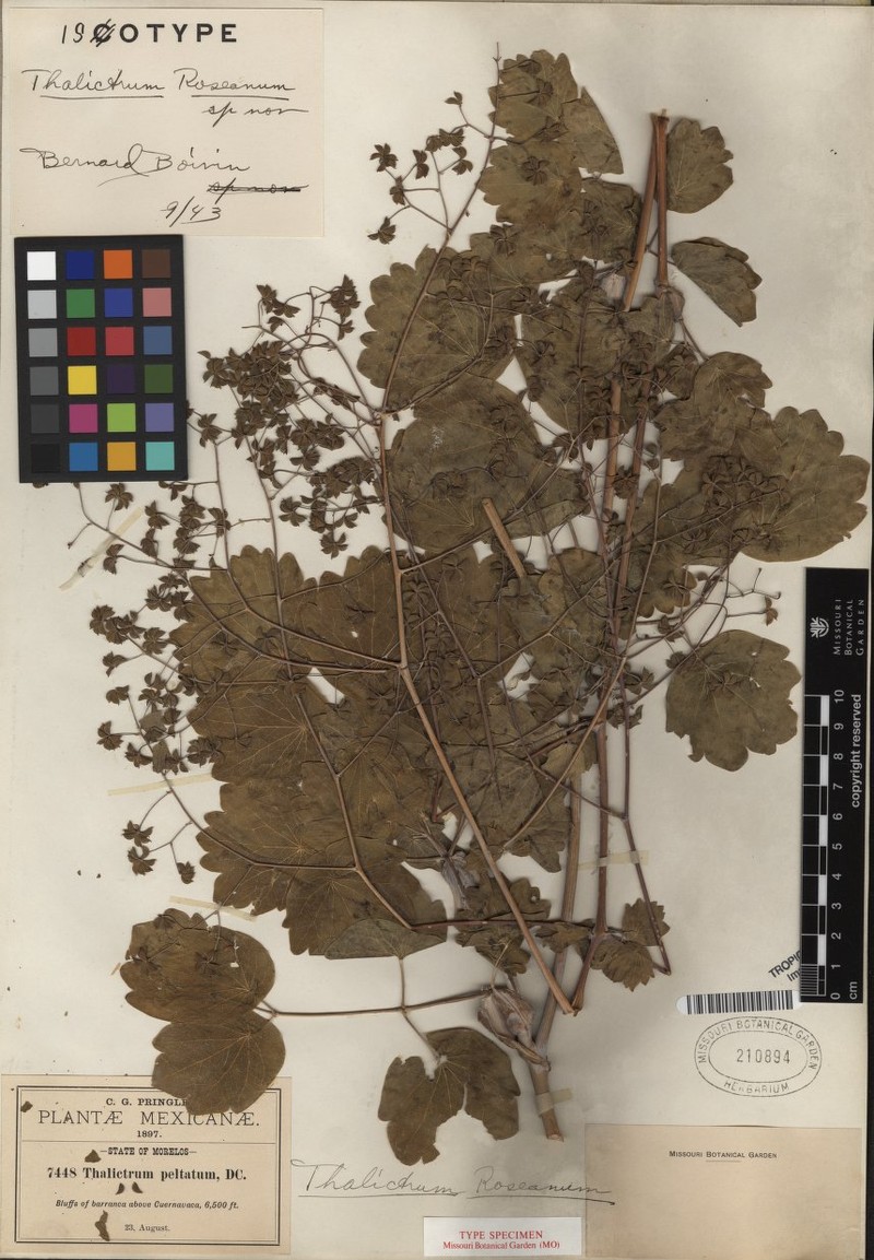 Thalictrum roseanum photo 2
