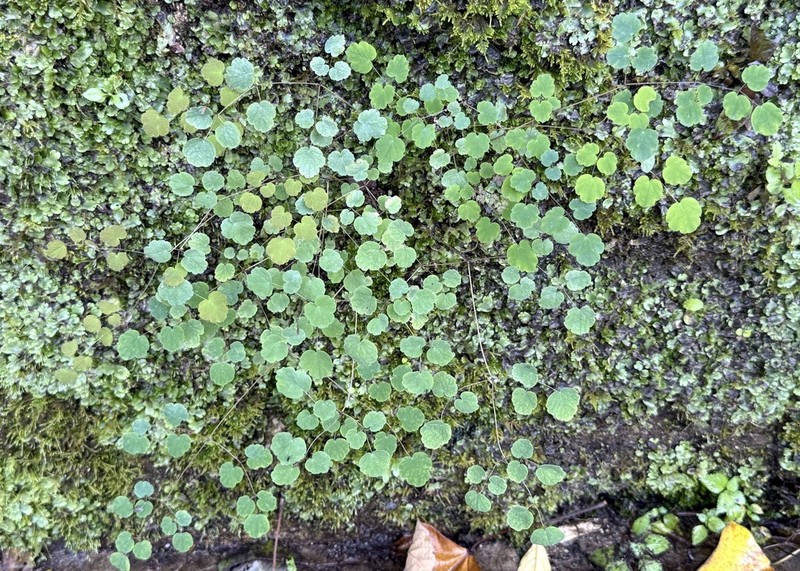 Thalictrum rostellatum photo 2
