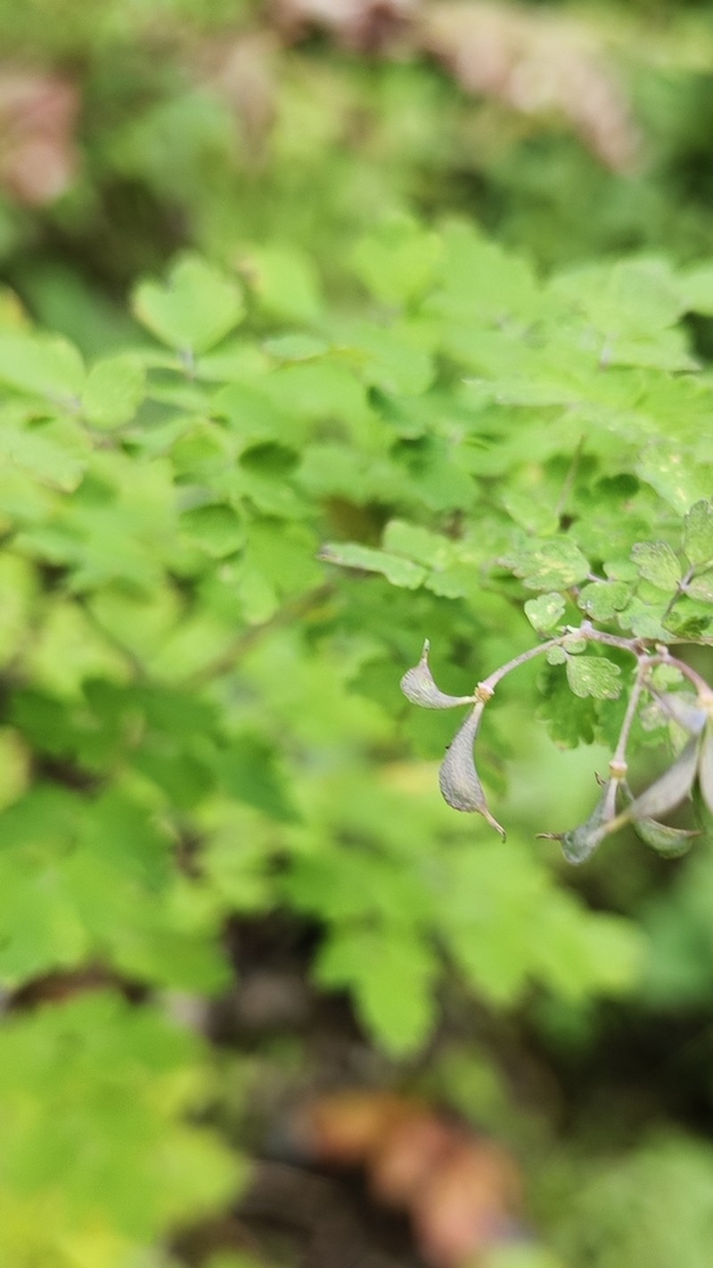 Thalictrum rostellatum photo 3