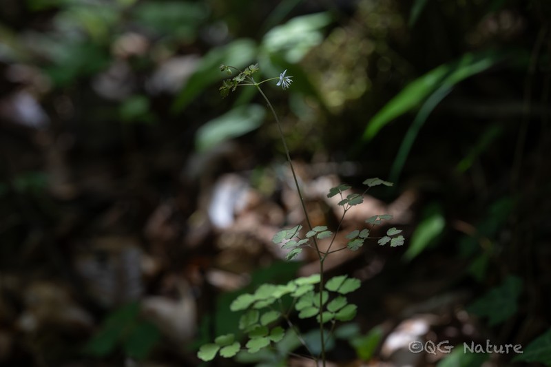 Thalictrum rostellatum photo 4