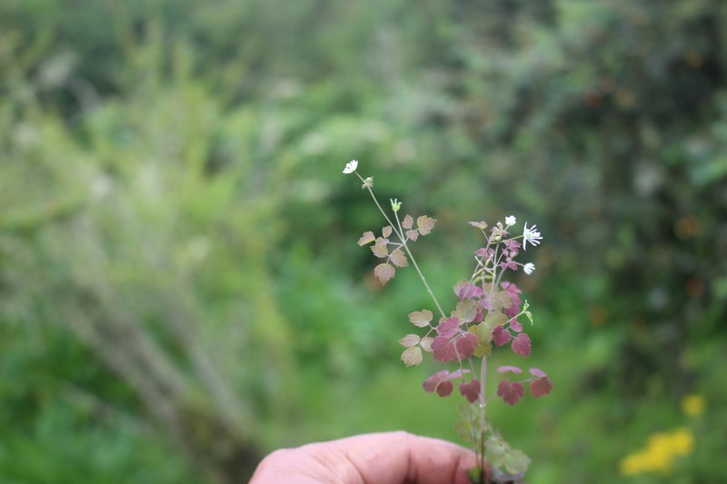 Thalictrum rostellatum photo 5
