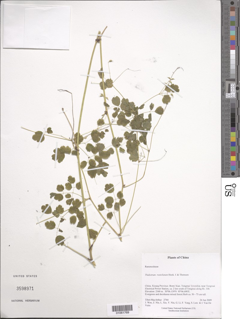 Thalictrum rostellatum photo 6