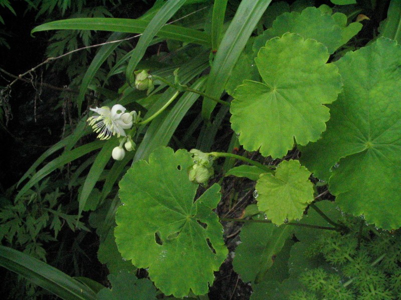 Thalictrum rotundifolium photo 2