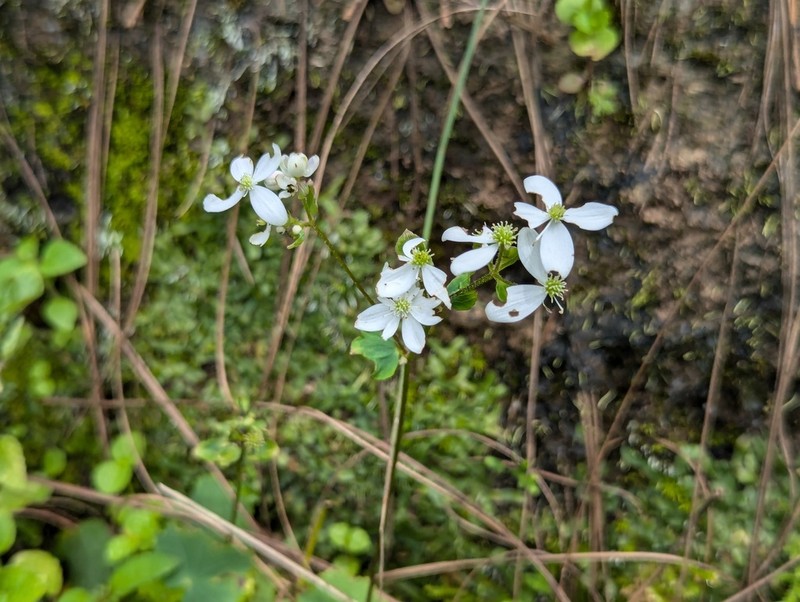 Thalictrum rotundifolium photo 3