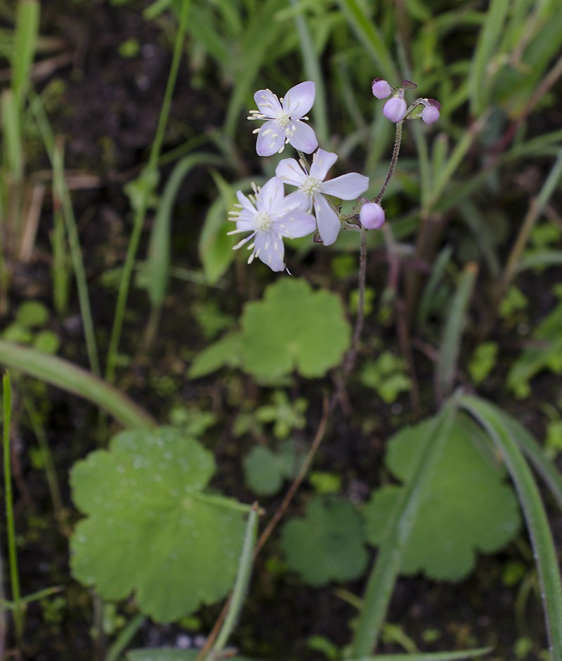 Thalictrum rotundifolium photo 5