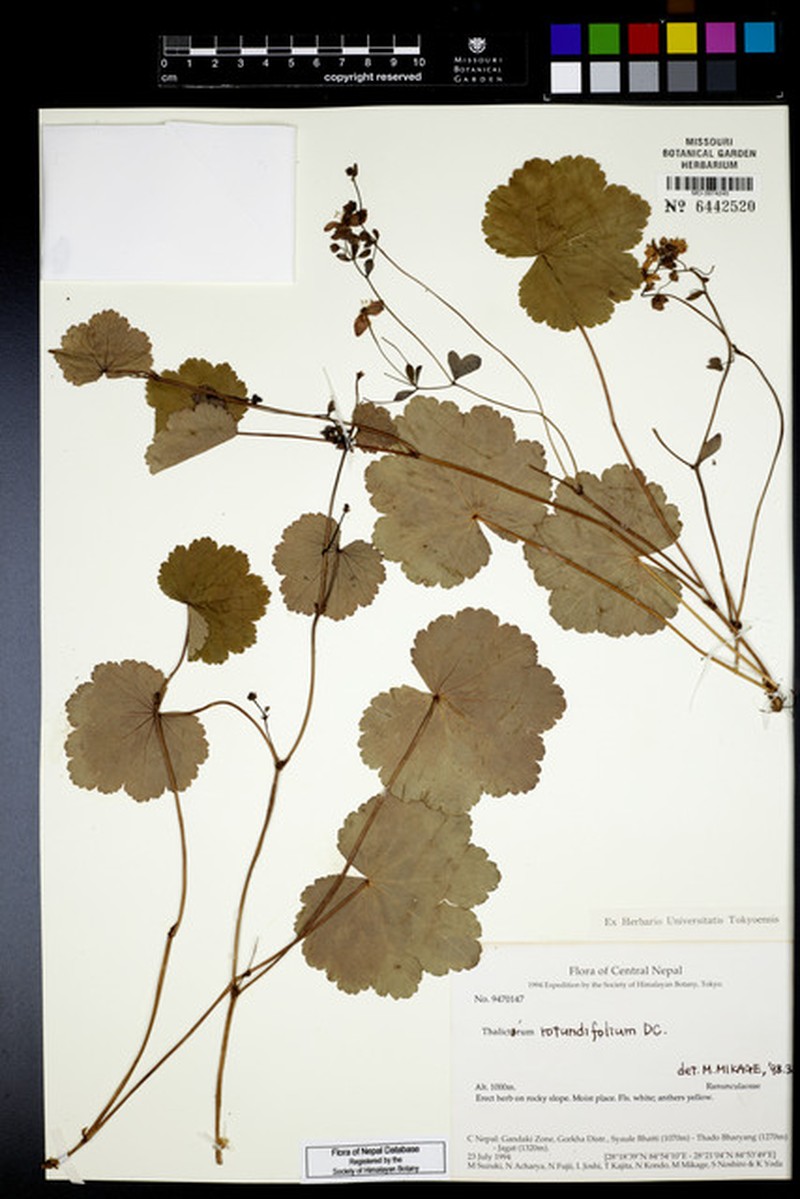 Thalictrum rotundifolium photo 6