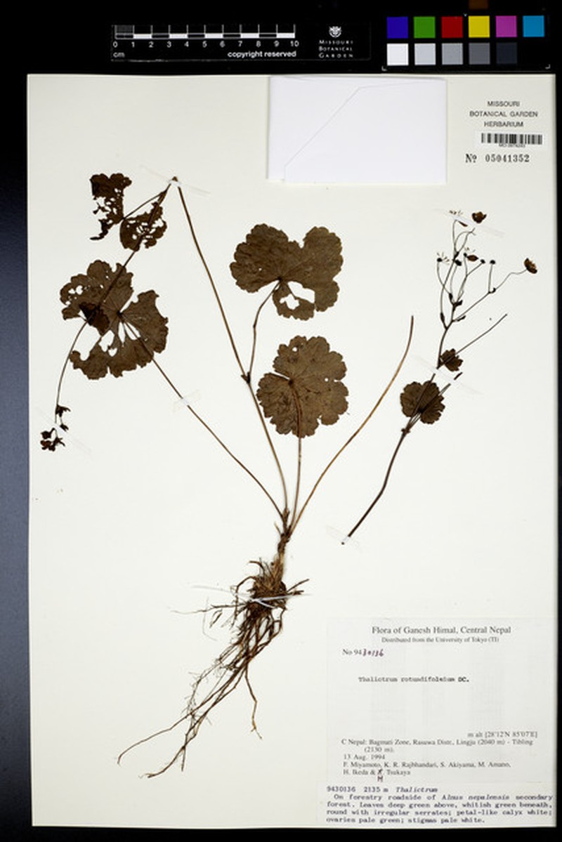 Thalictrum rotundifolium photo 7