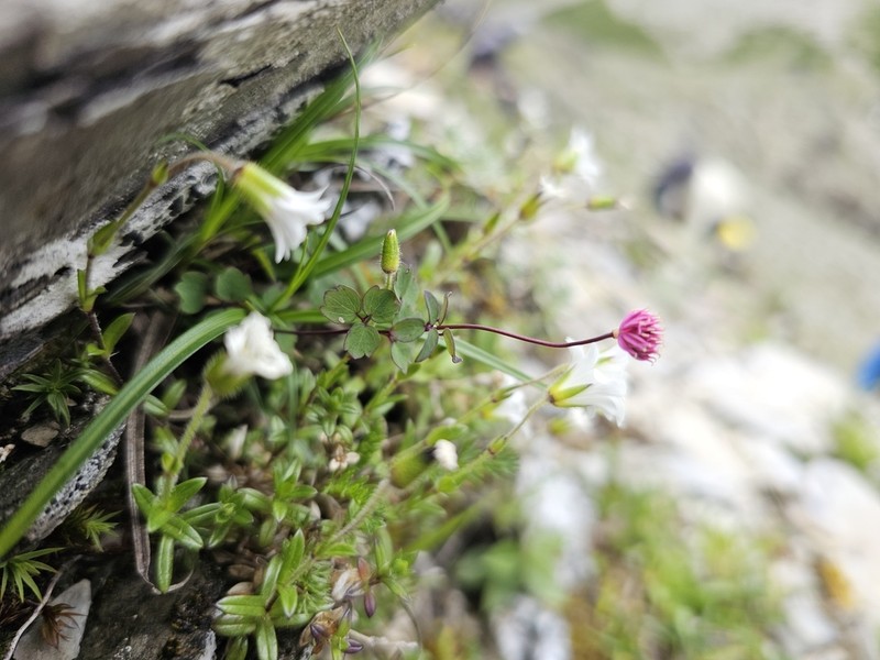 Thalictrum rubescens