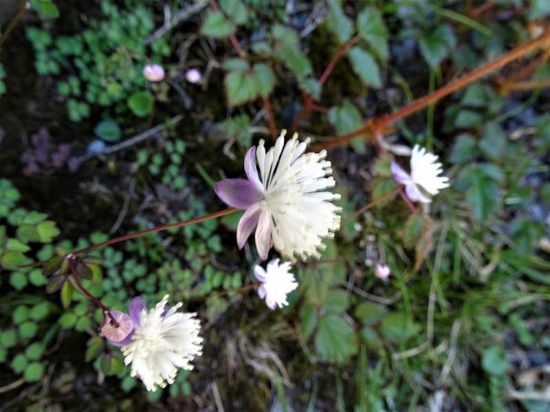 Thalictrum rubescens photo 2