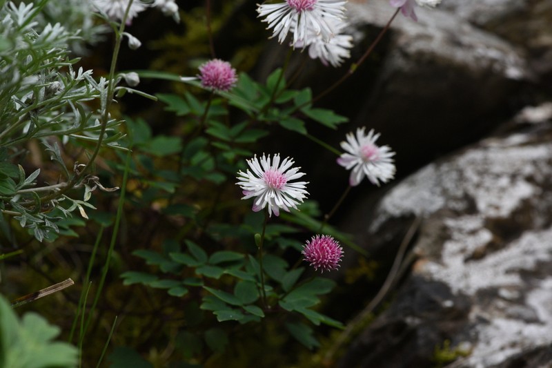 Thalictrum rubescens photo 3