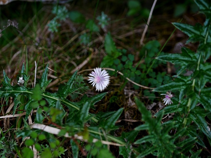 Thalictrum rubescens photo 4