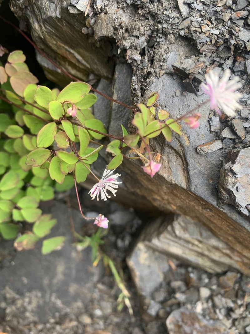Thalictrum rubescens photo 5