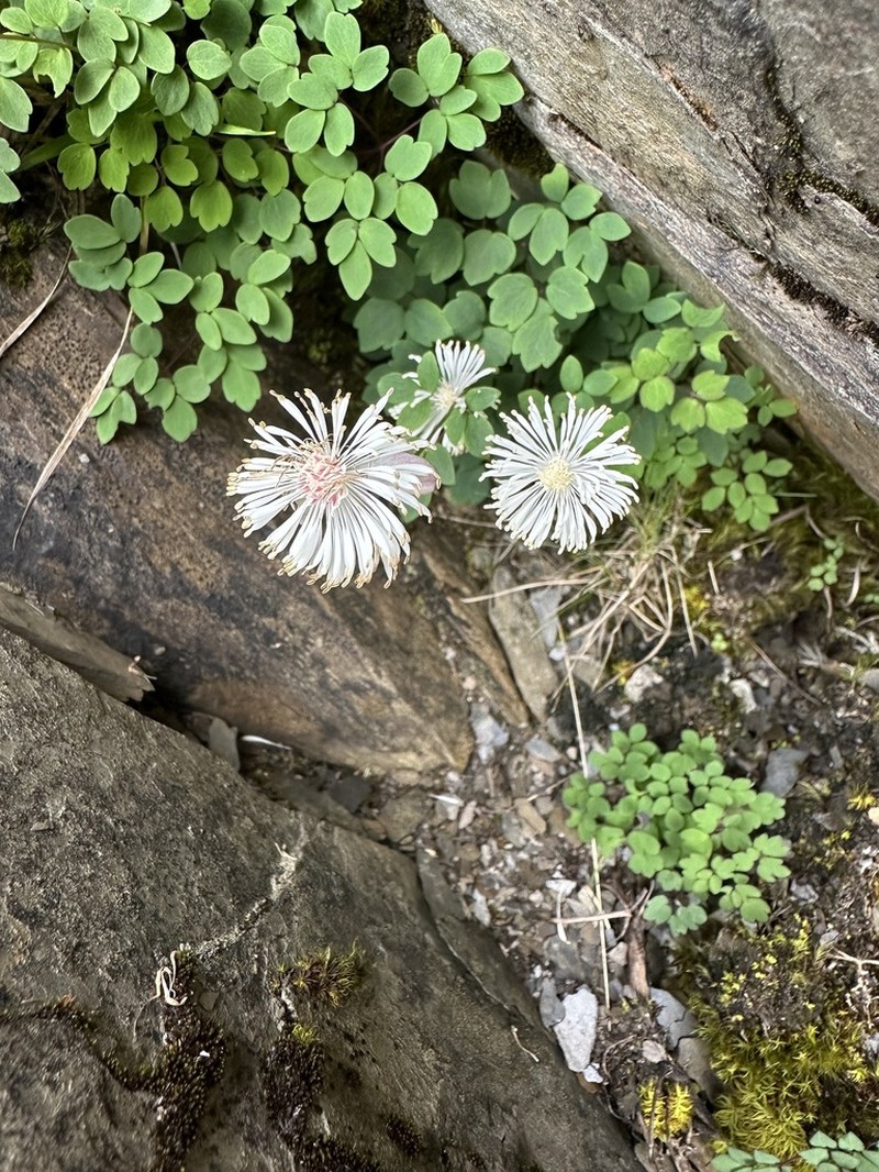 Thalictrum rubescens photo 6