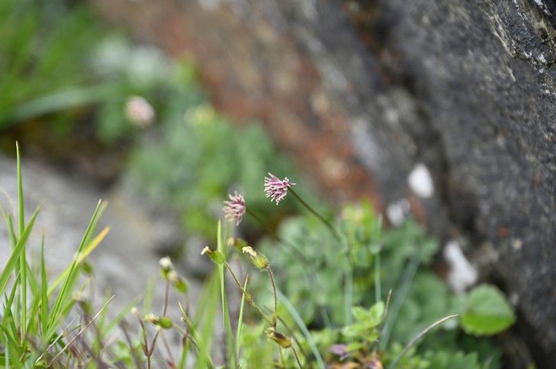 Thalictrum rubescens photo 7