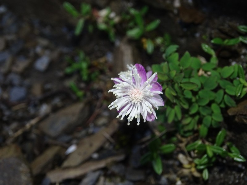 Thalictrum rubescens photo 8