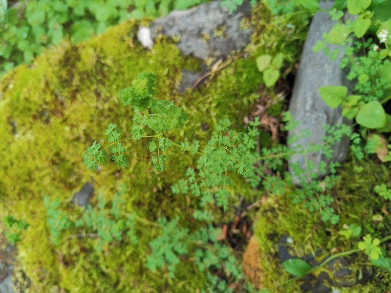 Thalictrum rutifolium photo 3