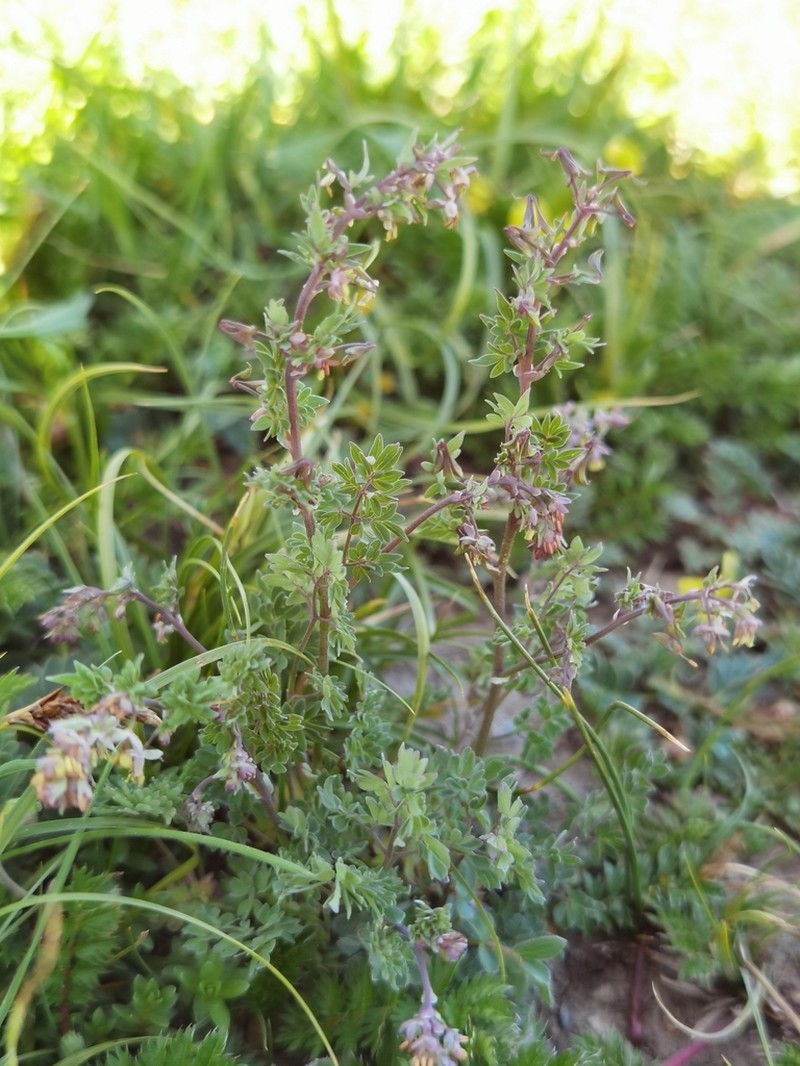 Thalictrum rutifolium photo 4