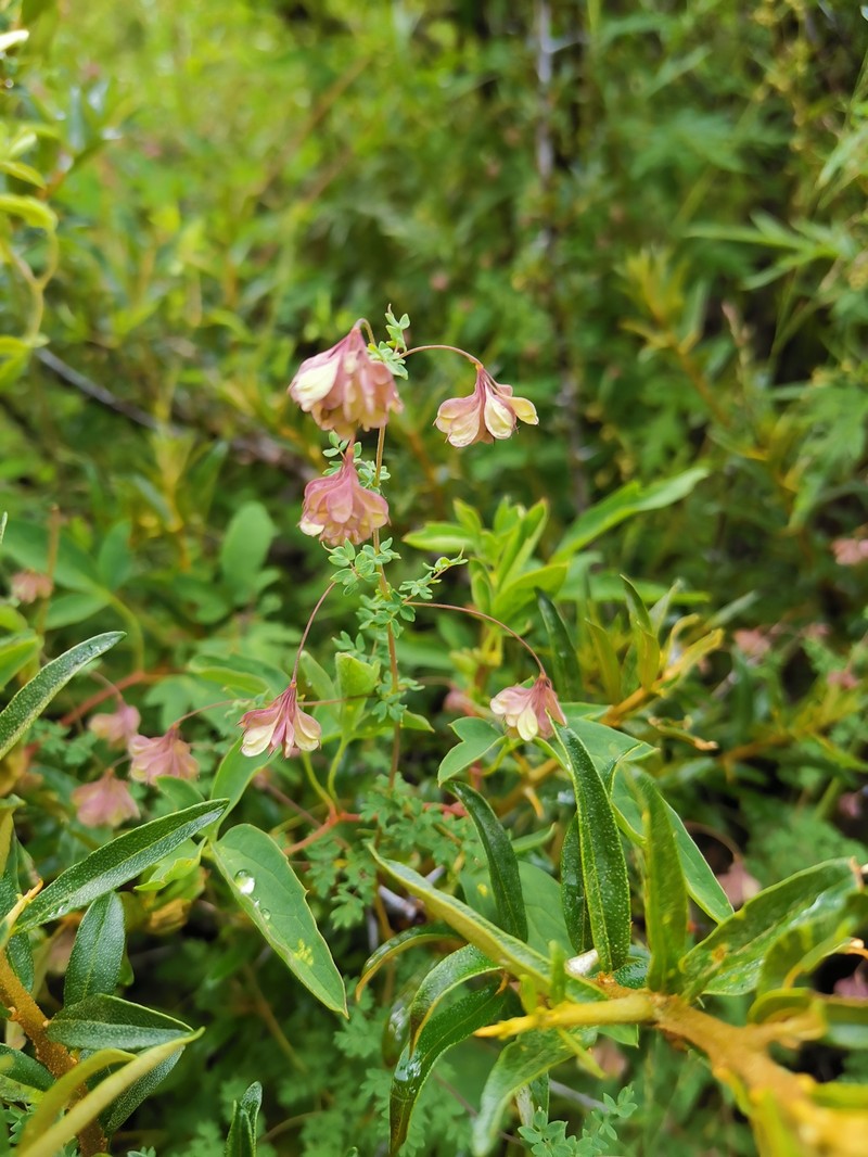 Thalictrum rutifolium photo 6