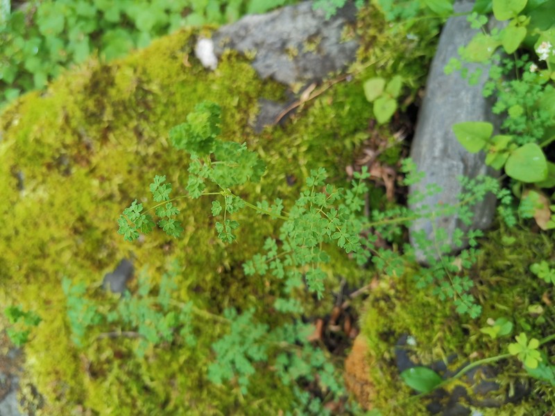 Thalictrum rutifolium photo 7