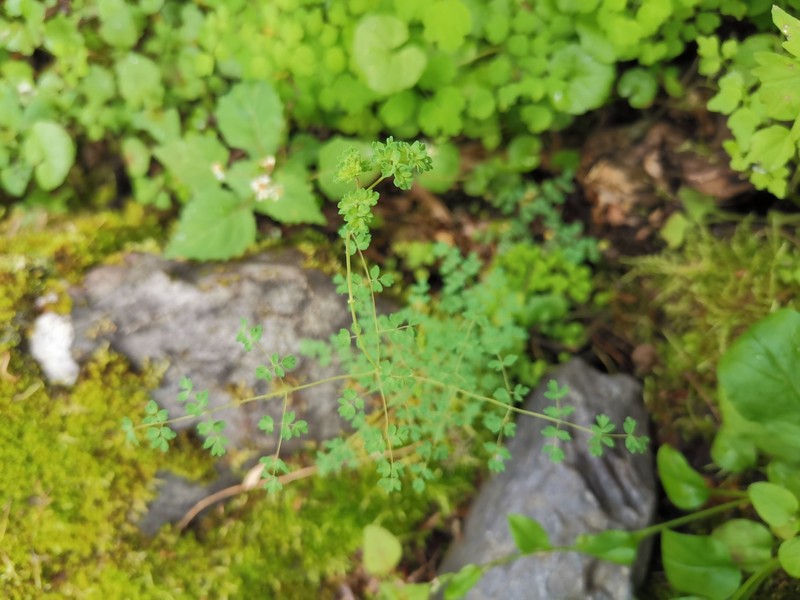 Thalictrum rutifolium photo 8