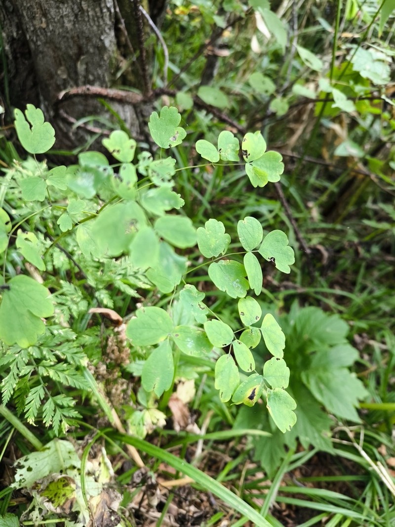 Thalictrum sachalinense photo 3