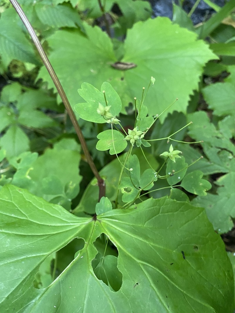 Thalictrum sachalinense photo 4