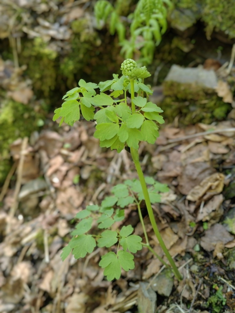 Thalictrum sachalinense photo 5