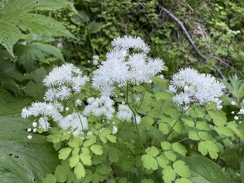 Thalictrum sachalinense photo 6