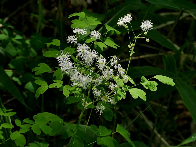 Thalictrum sachalinense photo 7