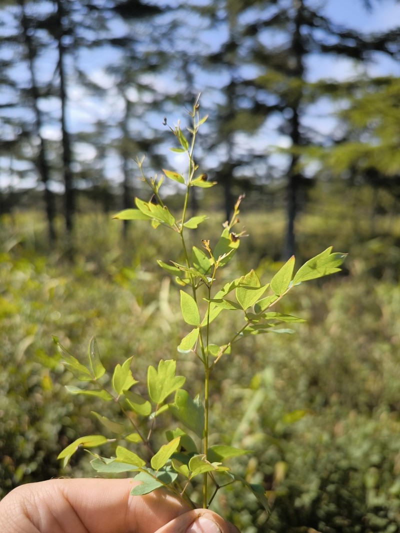 Thalictrum sachalinense photo 8