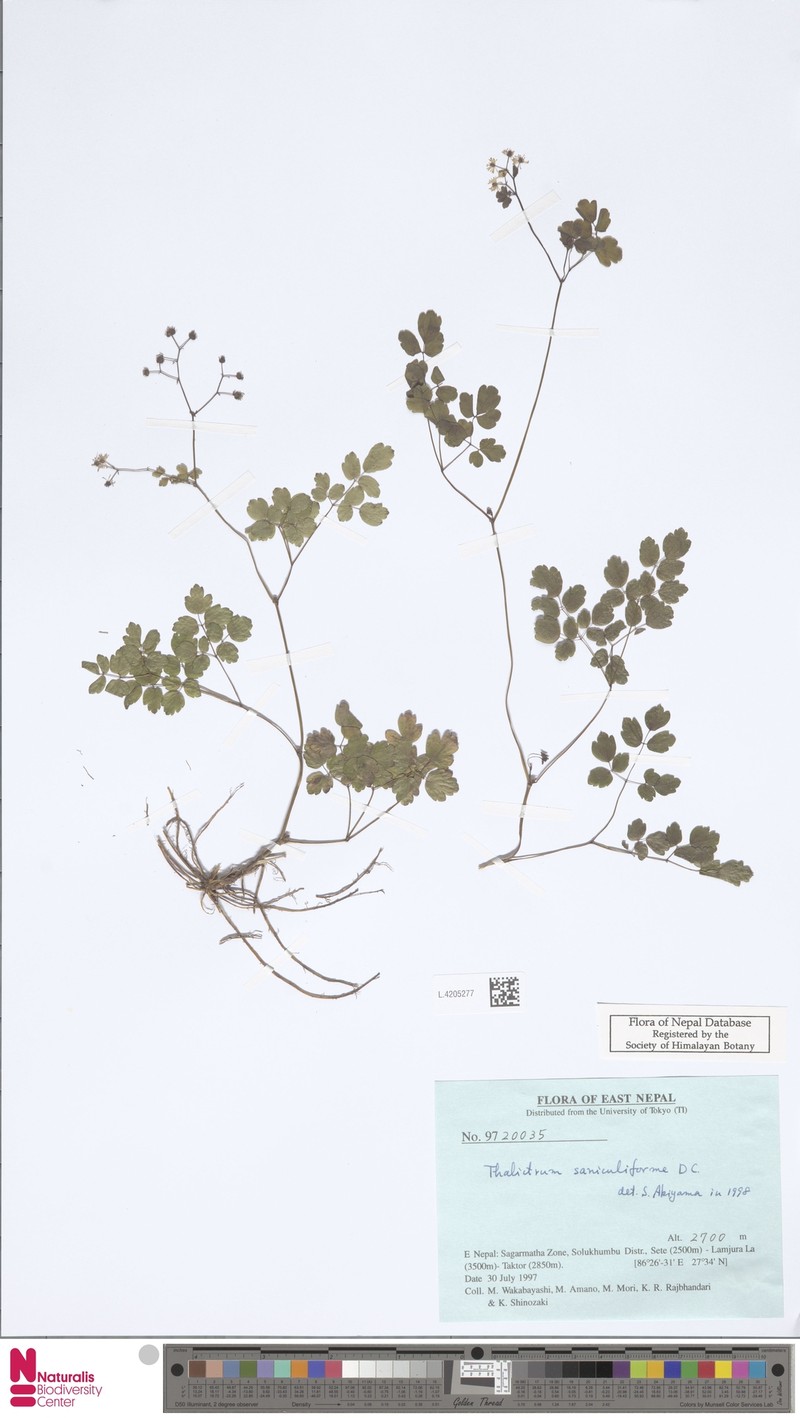 Thalictrum saniculiforme