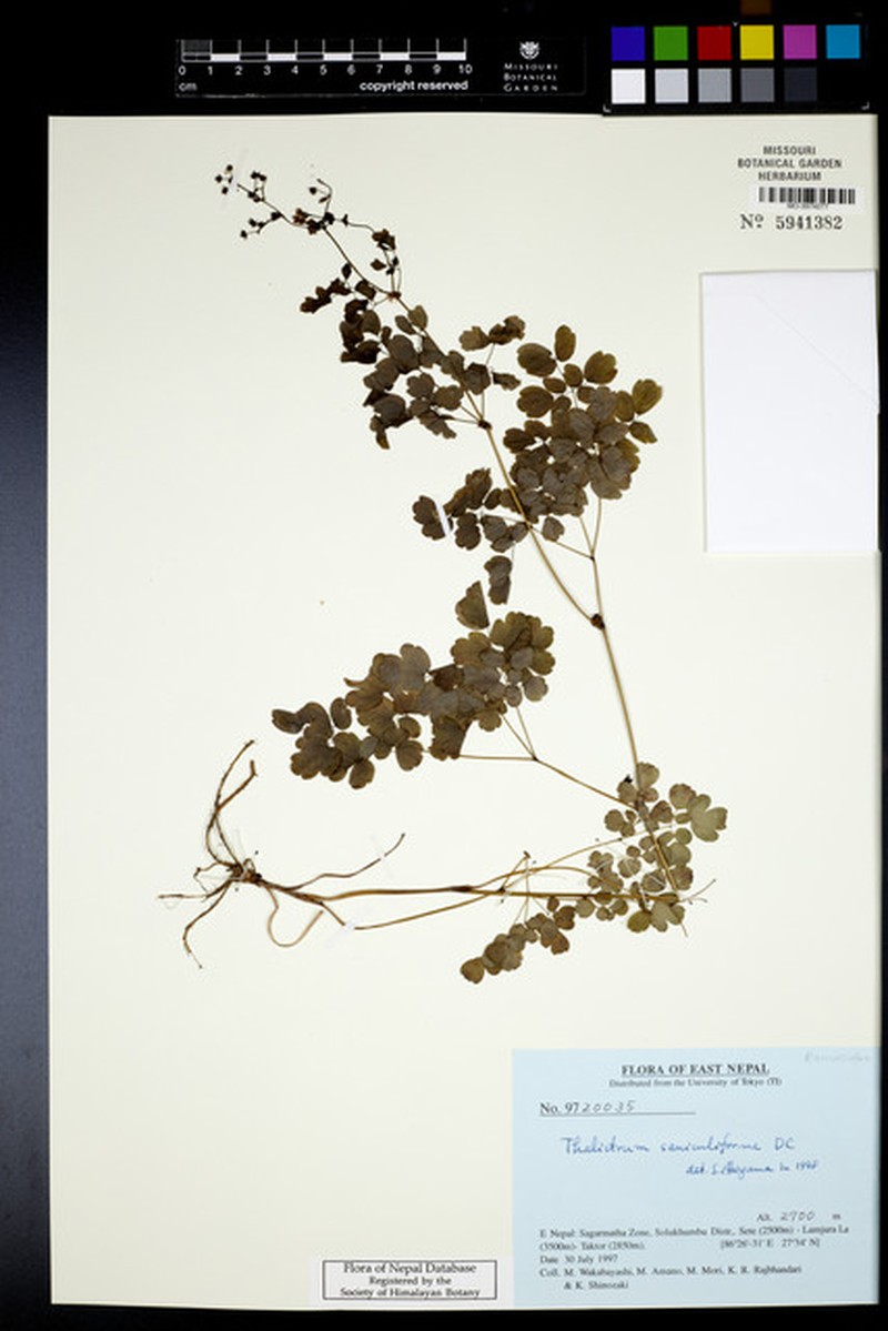 Thalictrum saniculiforme photo 2