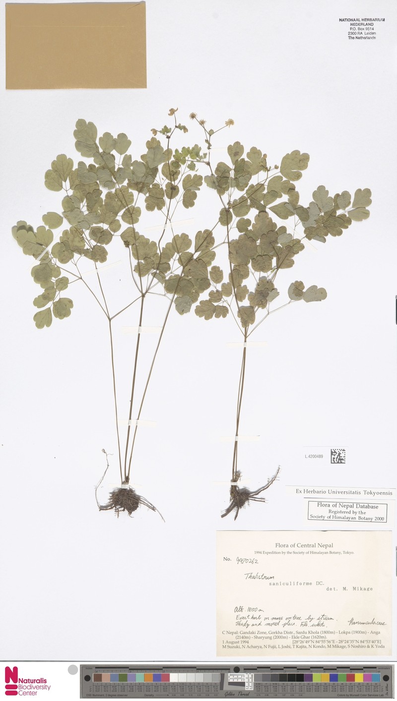 Thalictrum saniculiforme photo 3