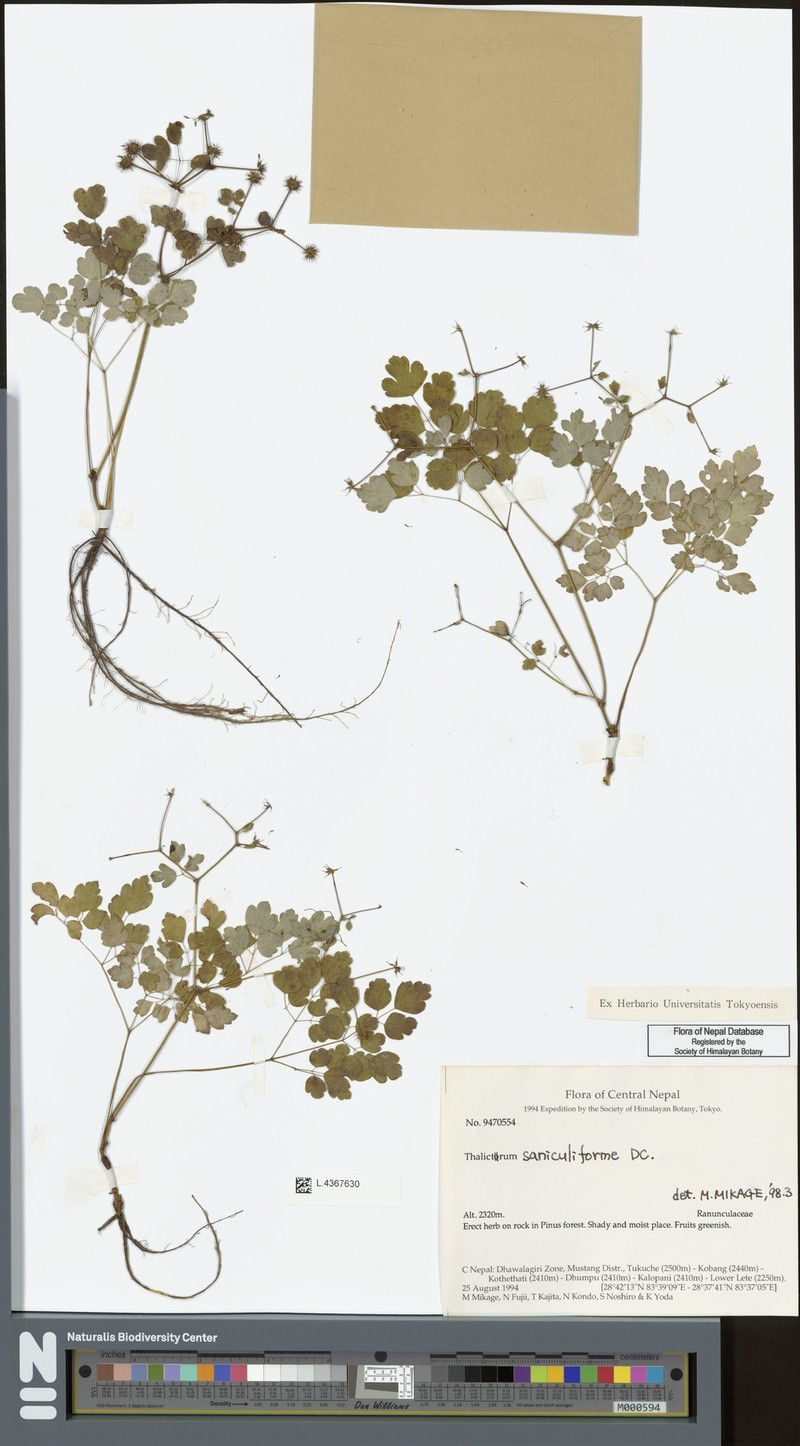 Thalictrum saniculiforme photo 4