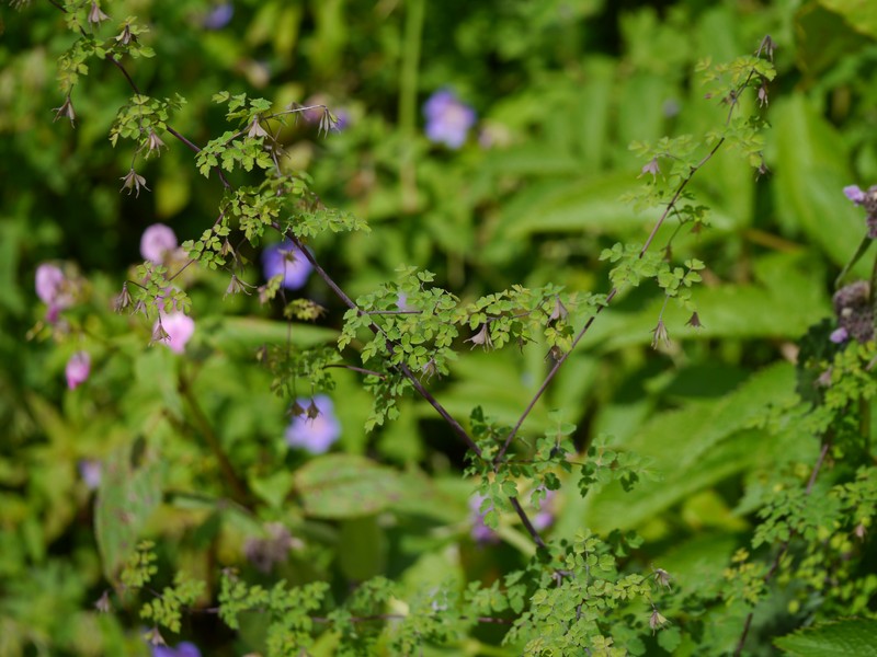 Thalictrum secundum