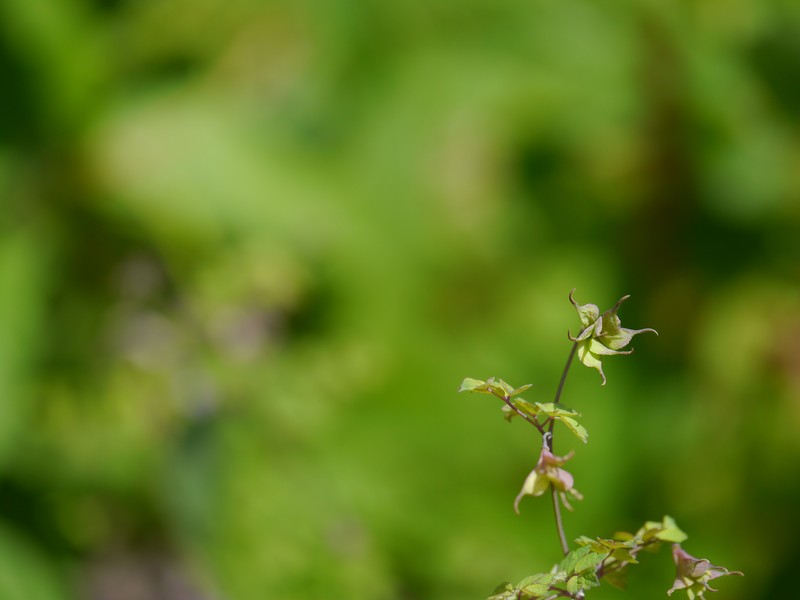 Thalictrum secundum photo 2