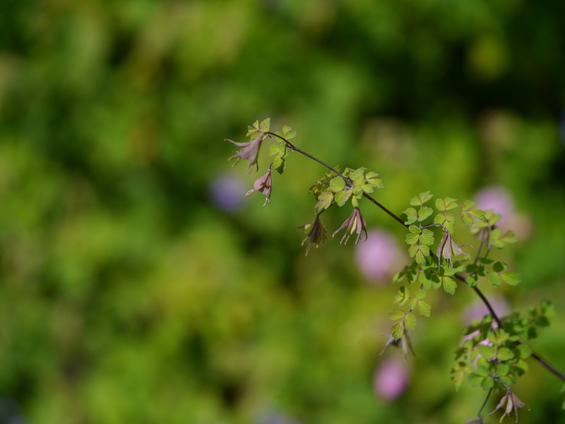 Thalictrum secundum photo 3